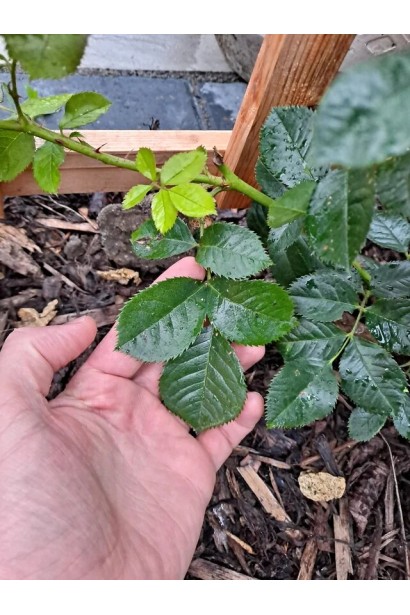 Темно-зеленые блестящие листья розы Индиголетта